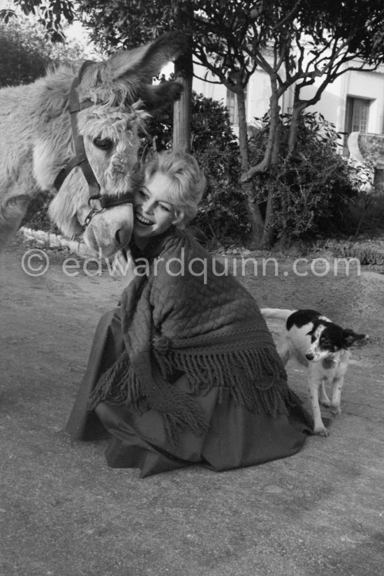 Brigitte Bardot Brigitte Bardot with a donkey and her mixed breed Guapa during filming of "Les bijoutiers du clair de lune" ("The Night Heaven Fell"). Studios de la Victorine, Nice 1958. - Photo by Edward Quinn