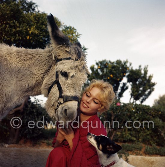 Brigitte Bardot with a donkey and her mixed breed Guapa during filming of "Les bijoutiers du clair de lune" ("The Night Heaven Fell"). Studios de la Victorine, Nice 1958. - Photo by Edward Quinn