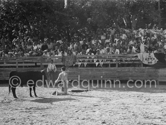 Pepe Luis Marca, Spanish bullfighter, in action during the bullfight which Pablo Picasso organized at Vallauris. In the background right one can see Pablo Picasso, Françoise Gilot and Claude Picasso. Vallauris 1954. - Photo by Edward Quinn