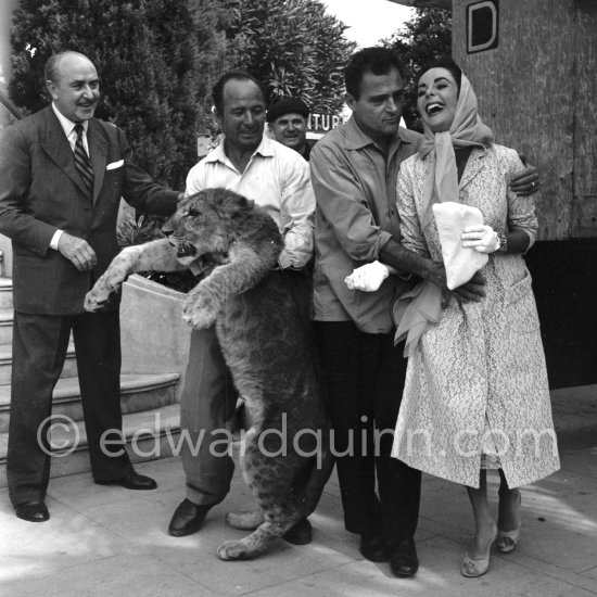 A large lion cub was one of the more exotic guests invited by Mike Todd to the gala supper he hosted following the screening of "Around the World in 80 Days". Cannes 1957. - Photo by Edward Quinn
