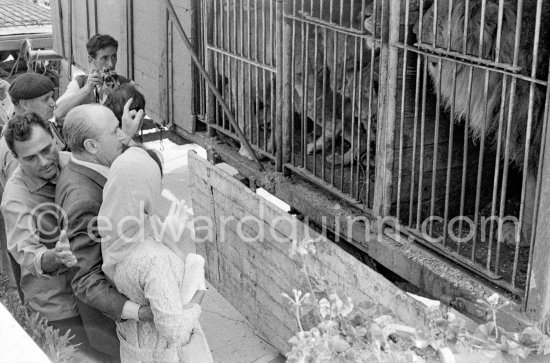 A large lion cub was one \'of the more exotic guests invited by Mike Todd to the gala supper he hosted following the screening of "Around the World in 80 Days". Cannes 1957. - Photo by Edward Quinn