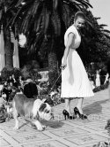 Refusal to step up? An English Bulldog on the catwalk. Concours d’élégance, Cannes 1954. - Photo by Edward Quinn