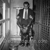 Prince Rainier with the 3-year-old chimpanzee Tanagra at his wintering grounds inside a greenhouse at the palace. During summertime, the ape lived outdoors. Monaco-Ville 1954. - Photo by Edward Quinn