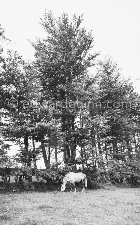 A horse grazes near the Roundwood water reserve. Dublin 1963. Published in Quinn, Edward. James Joyces Dublin. Secker & Warburg, London 1974. - Photo by Edward Quinn