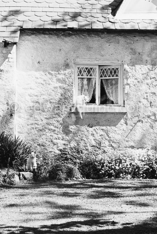 Cats browsing near the Hill of Howth. Dublin 1963. Published in Quinn, Edward. James Joyces Dublin. Secker & Warburg, London 1974. - Photo by Edward Quinn