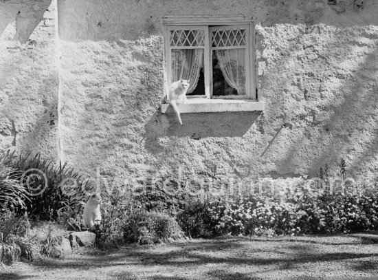 Cats browsing near the Hill of Howth. Dublin 1963. Published in Quinn, Edward. James Joyces Dublin. Secker & Warburg, London 1974. - Photo by Edward Quinn