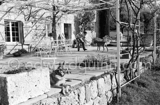 Dirk Bogarde, British actor playing with his Boxer on the terrace of his home Le Haut Clermont, a former farmhouse in Châteauneuf-Grasse. His German Sheperd dog is in the foreground. Bogarde was named the number one British box office star in 1955. Grasse 1980. - Photo by Edward Quinn