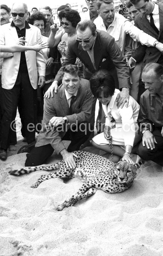 Several well known people were present at the Cannes Film Festival in 1963. Italian actress Claudia Cardinale, Luchino Visconti and Burt Lancaster. Most attention however was given to the leopard, heraldic animal in the film "Il Gattopardo". - Photo by Edward Quinn