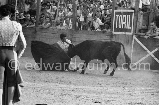 Jose Montero in trouble at the first corrida of Vallauris 1954. A bullfight Picasso attended (see "Picasso"). - Photo by Edward Quinn