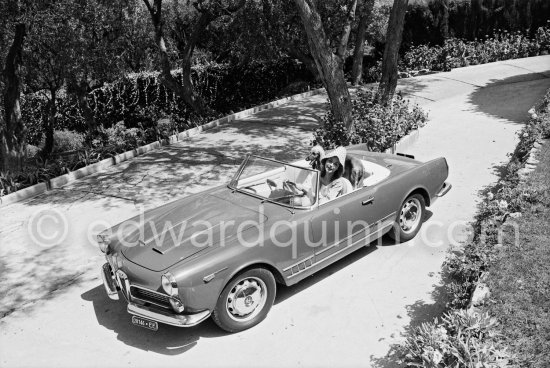 Some unexpected passengers, a Miniature Poodle and an Afghan Hound in the Alfa Romeo of David Niven and a special hat for his Swedish wife Hjordis Tersmeden. Saint-Jean-Cap-Ferrat 1961. Car: Alfa Romeo 2000 Spider Touring 1959. - Photo by Edward Quinn