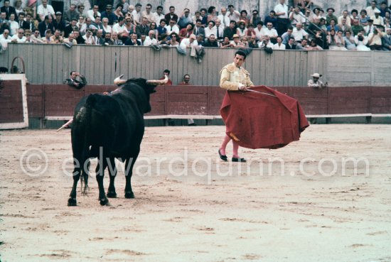 Antonio Ordóñez, a leading bullfighter in the 1950\'s and the last survivor of the dueling matadors chronicled by Hemingway in \'\'The Dangerous Summer\'\'. Corrida des vendanges à Arles 1959. A bullfight Picasso attended (see "Picasso"). - Photo by Edward Quinn