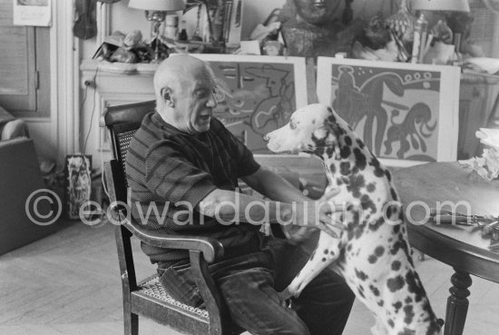 Pablo Picasso with his Dalmatian Perro. La Californie, Cannes 1959. - Photo by Edward Quinn