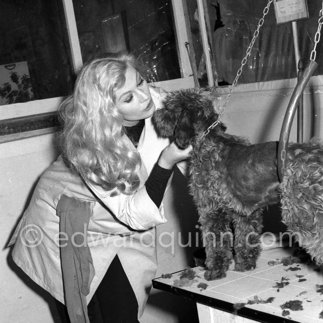 Swedish actress Anita Ekberg caressing a Poodle at an animal shelter in ...